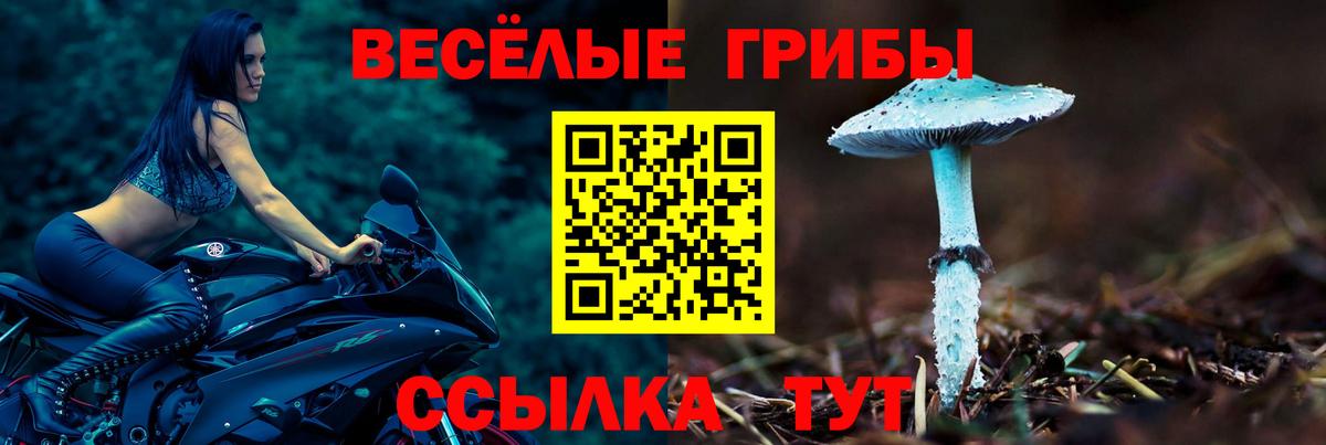 Галлюциногенные грибы Psilocybe Партизанск